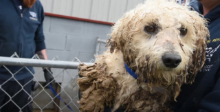 Illustration de l'article : Sauvée d’une “usine à chiots”, cette chienne épuisée apprend à faire confiance aux humains et retrouve la joie de vivre