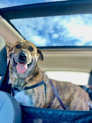 Illustration de l'article : Grâce à des pizzas, cette chienne retrouve un foyer aimant près de 3 ans après avoir été abandonnée