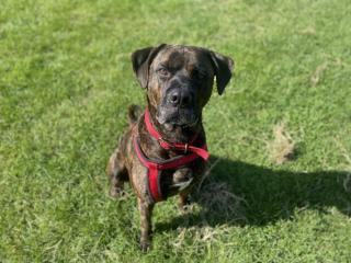 Illustration de l'article : À défaut de pouvoir donner son amour à une famille, ce chien le prodigue à ses peluches qu’il emmène partout