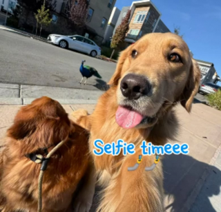 Illustration de l'article : En balade, 2 Goldens Retrievers se retrouvent truffe à bec avec un paon et leurs réactions sont diamétralement opposées