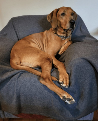 Illustration de l'article : À quelques jours de fêter son dixième anniversaire, ce chien reçoit une nouvelle famille comme plus beau cadeau