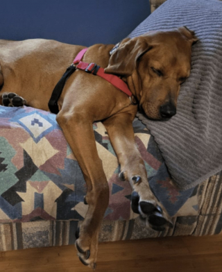 Illustration de l'article : À quelques jours de fêter son dixième anniversaire, ce chien reçoit une nouvelle famille comme plus beau cadeau