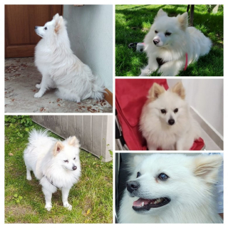 Illustration de l'article : Un an après avoir été enlevé, un chiot retrouve ses propriétaires à 300 kilomètres de son foyer