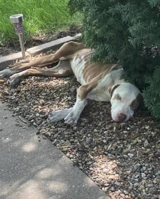 Illustration de l'article : Abandonnée et dans un état cachectique, cette chienne est sauvée par un jeune homme et réapprend à vivre