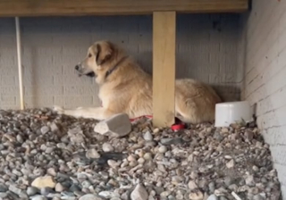 Illustration de l'article : Partie faire de “petites courses”, elle revient avec un chien abandonné pour l’aider à trouver un nouveau foyer (vidéo)