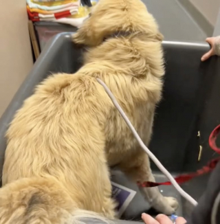 Illustration de l'article : Partie faire de “petites courses”, elle revient avec un chien abandonné pour l’aider à trouver un nouveau foyer (vidéo)