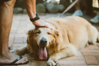Illustration de l'article : Une femme est accusée de vol par ses anciens voisins pour avoir recueilli leur chien qu’ils avaient abandonné pendant 6 mois