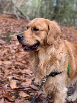 Illustration de l'article : Une femme est accusée de vol par ses anciens voisins pour avoir recueilli leur chien qu’ils avaient abandonné pendant 6 mois