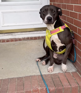Illustration de l'article : Abandonnée puis recueillie par une famille d’accueil, cette chienne profite de sa première balade dehors pour se rendre à son ancien foyer (vidéo)