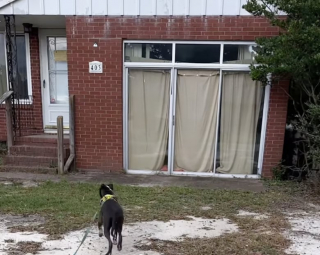 Illustration de l'article : Abandonnée puis recueillie par une famille d’accueil, cette chienne profite de sa première balade dehors pour se rendre à son ancien foyer (vidéo)