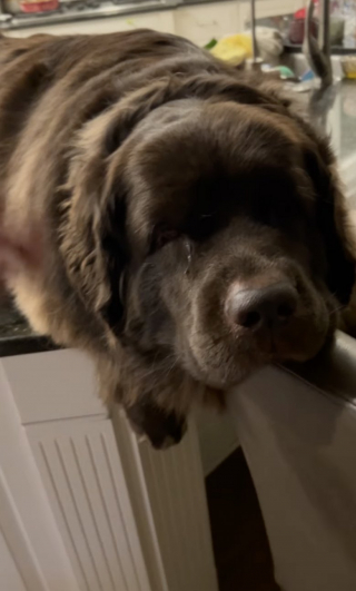 Illustration de l'article : Une chienne Terre-Neuve est surprise et filmée par ses maîtres alors qu’elle dort à l’endroit le plus improbable qui soit (vidéo)