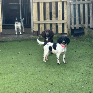 Illustration de l'article : Négligés, non-socialisés et devant tout apprendre, 4 toutous cherchent un foyer aimant pour commencer à vivre