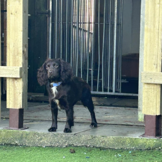 Illustration de l'article : Négligés, non-socialisés et devant tout apprendre, 4 toutous cherchent un foyer aimant pour commencer à vivre