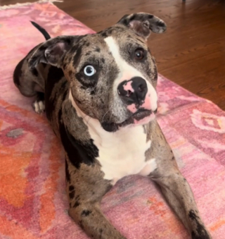 Illustration de l'article : Sa maîtresse la trouve la plus mignonne du monde, une chienne gagne un concours 2 ans après son adoption