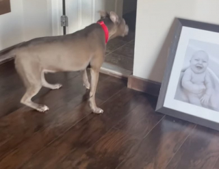 Illustration de l'article : Elle a attendu 11 ans dans un refuge, une chienne trouve enfin un foyer (vidéo)