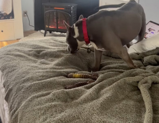 Illustration de l'article : Elle a attendu 11 ans dans un refuge, une chienne trouve enfin un foyer (vidéo)