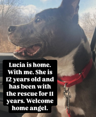 Illustration de l'article : Elle a attendu 11 ans dans un refuge, une chienne trouve enfin un foyer (vidéo)