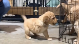 Illustration de l'article : Née avec seulement 3 pattes, une Golden Retriever ne se laisse pas abattre et mord la vie à pleines dents (vidéo)