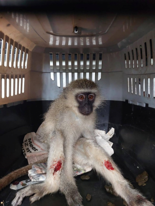 Illustration de l'article : Grâce à sa truffe, ce Border Collie vient en aide aux animaux sauvages blessés (vidéo)