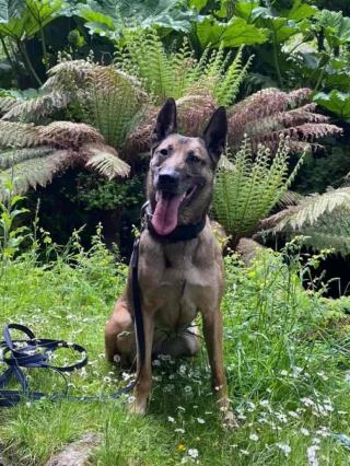 Illustration de l'article : Alors qu’il fait une crise cardiaque depuis plusieurs heures, sa chienne lui fait comprendre que quelque chose ne va pas et lui sauve la vie