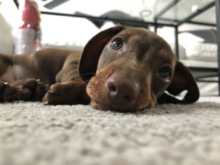 Illustration de l'article : Un Teckel est tellement bien dressé qu’il obéit automatiquement aux paroles d’une chanson (vidéo)