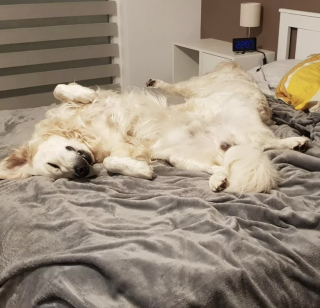 Illustration de l'article : 14 toutous qui ont érigé le confort en art de vivre