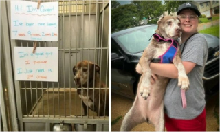 Illustration de l'article : 20 photos de chiens dont l'apparence a été transformée grâce à l'amour de leurs sauveurs