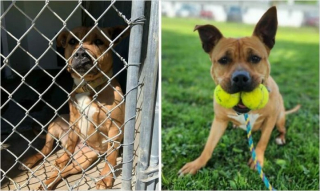 Illustration de l'article : 20 photos de chiens dont l'apparence a été transformée grâce à l'amour de leurs sauveurs