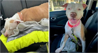 Illustration de l'article : 20 photos de chiens dont l'apparence a été transformée grâce à l'amour de leurs sauveurs