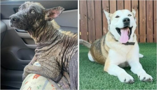 Illustration de l'article : 20 photos de chiens dont l'apparence a été transformée grâce à l'amour de leurs sauveurs