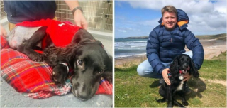 Illustration de l'article : 20 photos de chiens dont l'apparence a été transformée grâce à l'amour de leurs sauveurs