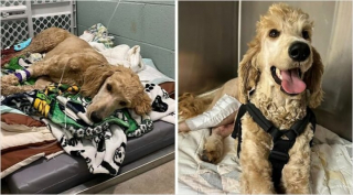 Illustration de l'article : 20 photos de chiens dont l'apparence a été transformée grâce à l'amour de leurs sauveurs