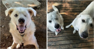 Illustration de l'article : 20 photos de chiens dont l'apparence a été transformée grâce à l'amour de leurs sauveurs