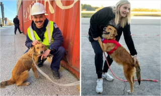 Illustration de l'article : 20 photos de chiens dont l'apparence a été transformée grâce à l'amour de leurs sauveurs