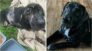 Illustration de l'article : 20 photos de chiens dont l'apparence a été transformée grâce à l'amour de leurs sauveurs