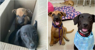 Illustration de l'article : 20 photos de chiens dont l'apparence a été transformée grâce à l'amour de leurs sauveurs