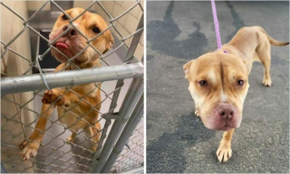 Illustration de l'article : 20 photos de chiens dont l'apparence a été transformée grâce à l'amour de leurs sauveurs