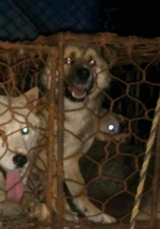 Illustration de l'article : Destiné à l’abattoir, ce chien a été sauvé par 2 associations de protection animale et surmonte ses traumatismes au sein d’une famille d’accueil