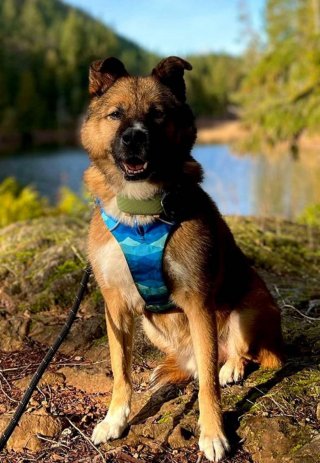 Illustration de l'article : Destiné à l’abattoir, ce chien a été sauvé par 2 associations de protection animale et surmonte ses traumatismes au sein d’une famille d’accueil