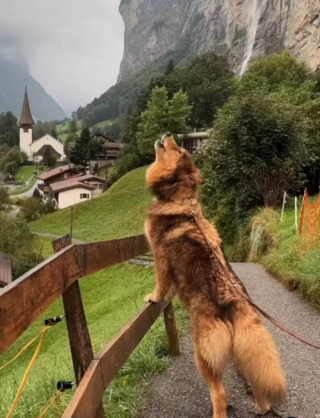 Illustration de l'article : Un chien-loup vit un moment inoubliable dans les Alpes suisses grâce à ses maîtres, férus de voyage et de randonnée (vidéo)