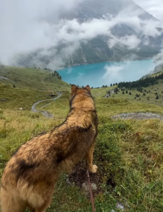 Illustration de l'article : Un chien-loup vit un moment inoubliable dans les Alpes suisses grâce à ses maîtres, férus de voyage et de randonnée (vidéo)