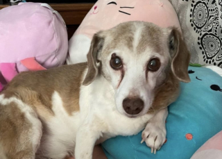 Illustration de l'article : Un chien de 14 ans abandonné au bord de la route a trouvé une famille auprès de qui il a passé une dernière année remplie d’amour