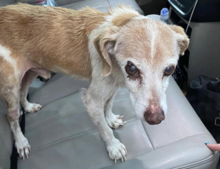 Illustration de l'article : Un chien de 14 ans abandonné au bord de la route a trouvé une famille auprès de qui il a passé une dernière année remplie d’amour