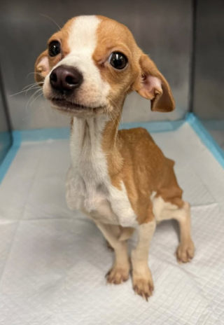 Illustration de l'article : Une petite chienne abandonnée et dénutrie, sauvée par des bénévoles qui se démènent pour la soigner et lui offrir une seconde chance