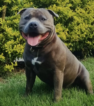 Illustration de l'article : Ce Staffie mérite l’Award du meilleur comédien pour avoir simulé une blessure afin d'échapper à une balade