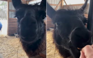 Illustration de l'article : En récompense de ses bons et loyaux services, ce Grand Pyrénéen prélève systématiquement une partie des friandises destinées aux lamas (vidéo)