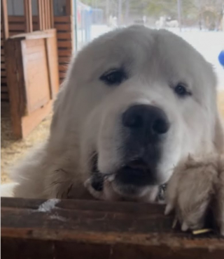 Illustration de l'article : En récompense de ses bons et loyaux services, ce Grand Pyrénéen prélève systématiquement une partie des friandises destinées aux lamas (vidéo)