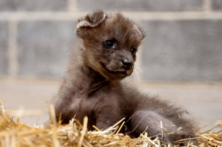 Illustration de l'article : Adopté dans un refuge par un zoo, un chiot réconforte un jeune loup à crinière qui vient de perdre sa maman