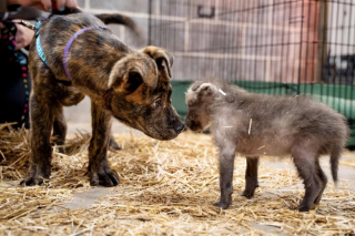 Illustration de l'article : Adopté dans un refuge par un zoo, un chiot réconforte un jeune loup à crinière qui vient de perdre sa maman