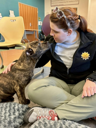 Illustration de l'article : Adopté dans un refuge par un zoo, un chiot réconforte un jeune loup à crinière qui vient de perdre sa maman